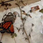 02_boite-papillon
